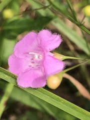 Agalinis obtusifolia