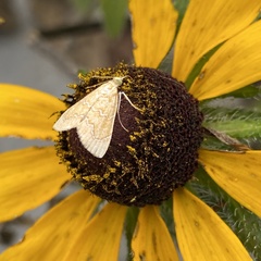 Glaphyria sesquistrialis