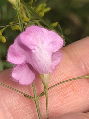 Agalinis obtusifolia