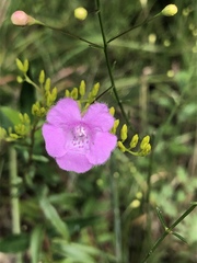 Agalinis obtusifolia