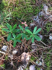 Chimaphila umbellata umbellata