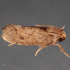 Acrolophus texanella