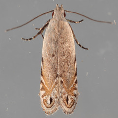 Battaristis nigratomella