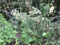 Eupatorium godfreyanum