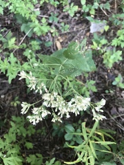Eupatorium godfreyanum