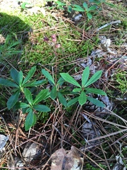 Chimaphila umbellata umbellata
