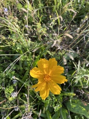 Coreopsis auriculata