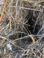 Microtus californicus