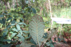 Clethra hartwegii