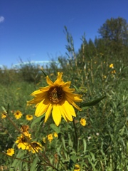 Helianthus nuttallii