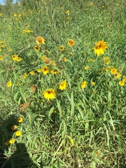 Helianthus nuttallii