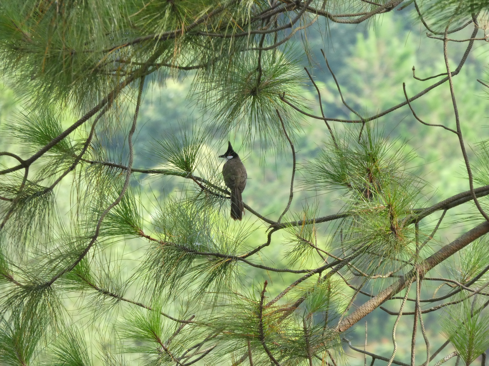 Red-whiskered Bulbul