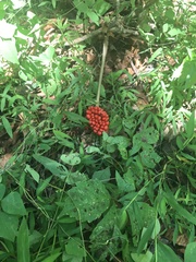 Arisaema dracontium