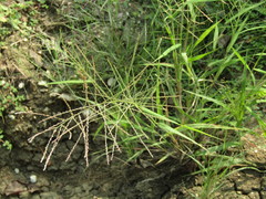 Leptochloa mucronata