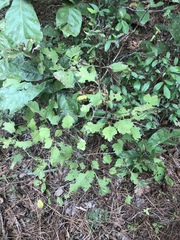 Crataegus pulcherrima