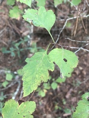 Crataegus pulcherrima