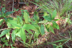 Myrsine coriacea