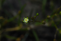 Spergula platensis