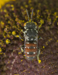 Holcopasites calliopsidis