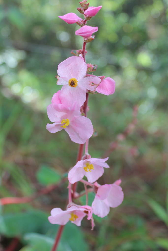 Begonia balmisiana