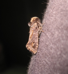 Acrolophinae