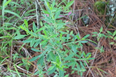 Baccharis heterophylla