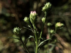 Symphyotrichum lentum