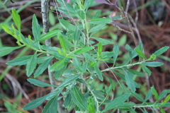 Baccharis heterophylla