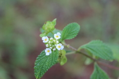 Lantana hirta