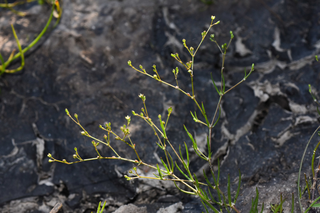 la plata sand-spurrey