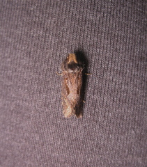 Acrolophinae