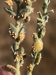 Puccinia cressae