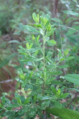 Baccharis heterophylla