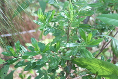 Baccharis heterophylla