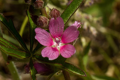 Sidalcea oregana spicata