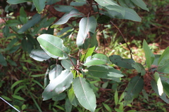 Arbutus xalapensis