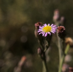 Symphyotrichum expansum