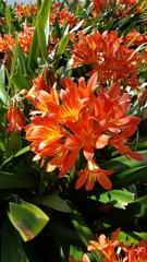 Clivia