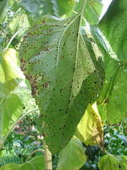 Puccinia helianthi