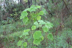 Roldana chapalensis
