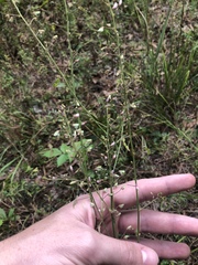 Desmodium obtusum
