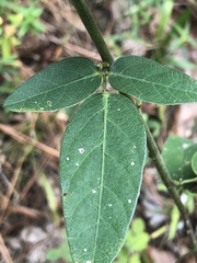 Desmodium obtusum