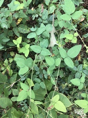 Desmodium laevigatum