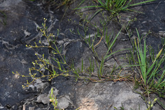 Spergula platensis
