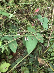 Desmodium laevigatum