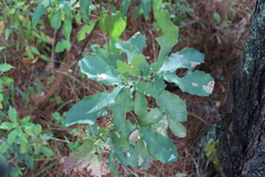 Quercus obtusata