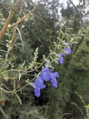 Salvia azurea azurea