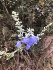 Salvia azurea azurea