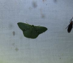 Prasinocyma iosticta