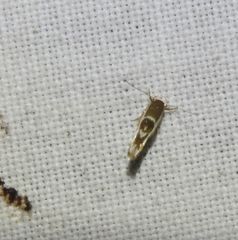 Stathmopoda megathyma